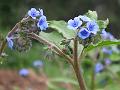 Forked Forget-Me-Not