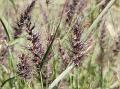 Fountain Buffel Grass