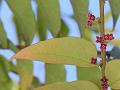 Four-Stamen Leaf-Flower