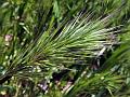 Foxtail Brome