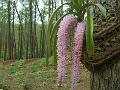 Foxtail Orchid