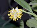 Fragrant Bulb-Leaf Orchid