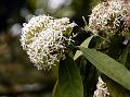 Fragrant Ixora