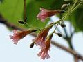 Fragrant Padri Tree