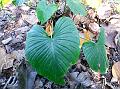 Fragrant Shield Plant