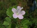 Fragrant Swamp Mallow