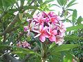 Frangipani pink