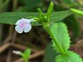 Fringed Bog-Herb