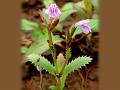 Fringed Lindernia