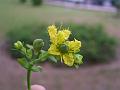 Fringed Rue