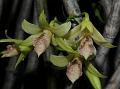 Fringed Tree Dendrobium