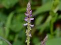 Fringed-Leaf Milkwort