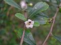 Fukien Tea