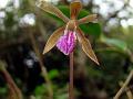 Funnel-Leaf Nervilia