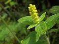 Fuzzy Himalayan Mint