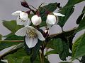 Fuzzy Mock Orange