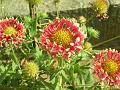 Gaillardia Fanfare