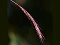 Ganga Beardgrass