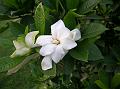 Gardenia