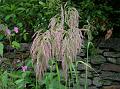 Garhwal Reedgrass