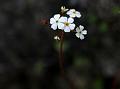 Geranium Rock Jasmine