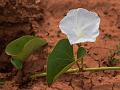 Ginger-Leaf Morning Glory