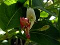 Glandular Himalayan Honeysuckle