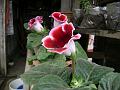 Gloxinia