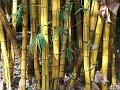 Golden Bamboo