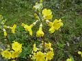 Golden Candelabra Primrose