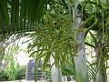 Golden Cane Palm