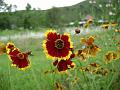 Golden Coreopsis