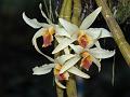 Golden-Lip Dendrobium