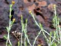 Golden-Tip Rock-Grass