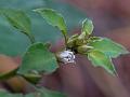 Goosefoot Loosestrife