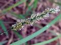 Gophertail Lovegrass