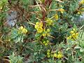 Gorse Barberry