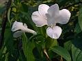 Grand Barleria