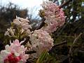 Grand Viburnum