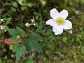 Grape Leaf Anemone