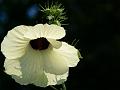 Grape Leaved Mallow