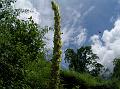 Great Mullein