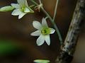 Green Lipped Dendrobium