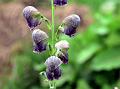 Greenish Himalayan Monkshood