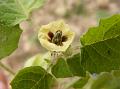 Grey Ground Cherry