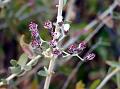 Grey Vernonia