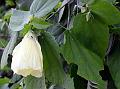 Greyish Hibiscus