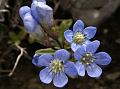 Grooved Gentian