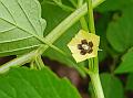 Ground Cherry