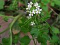 Hairy Bitter Cress